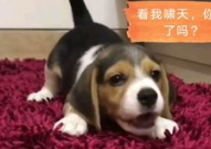 国外小姐姐逗猫被抓脸,猫咪抓脸萌态百出